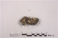 藏品(石蕊屬 )的圖片